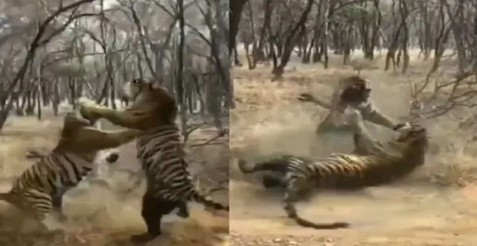 रणथंभौर में मां-बेटी बाघिनों की भिड़ंत, लेक एरिया में रिद्धि और माही के बीच जबरदस्त संघर्ष