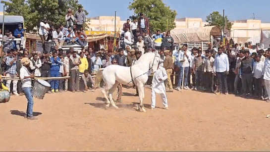 Nagaur&nbsp;रामदेव पशु मेले में अब तक तीन करोड़ 64 हजार 900 रुपए से अधिक के पशु बिक चुके