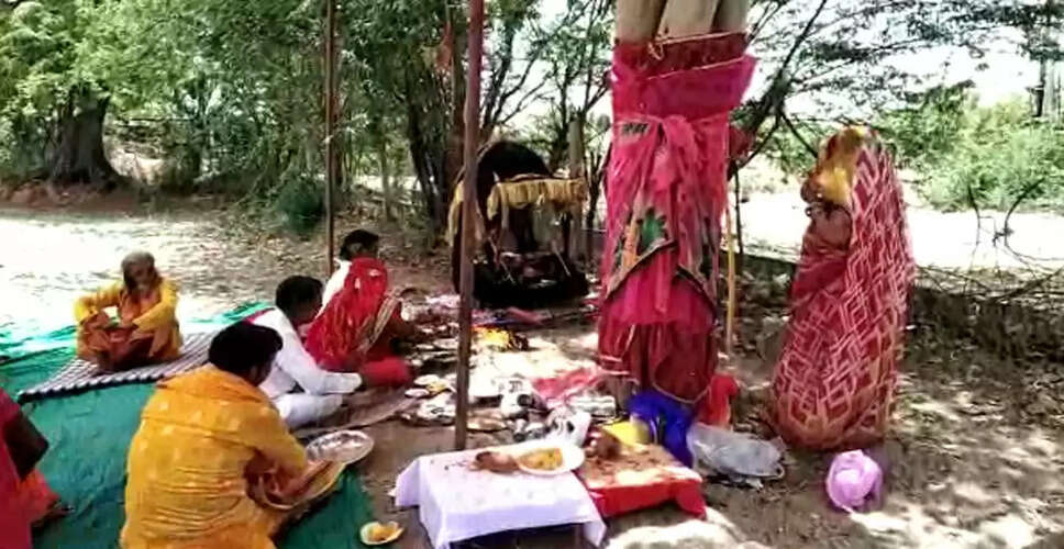 Churu&nbsp;में पीपल के पेड़ और खेजड़ी के पेड़ का अनोखा विवाह