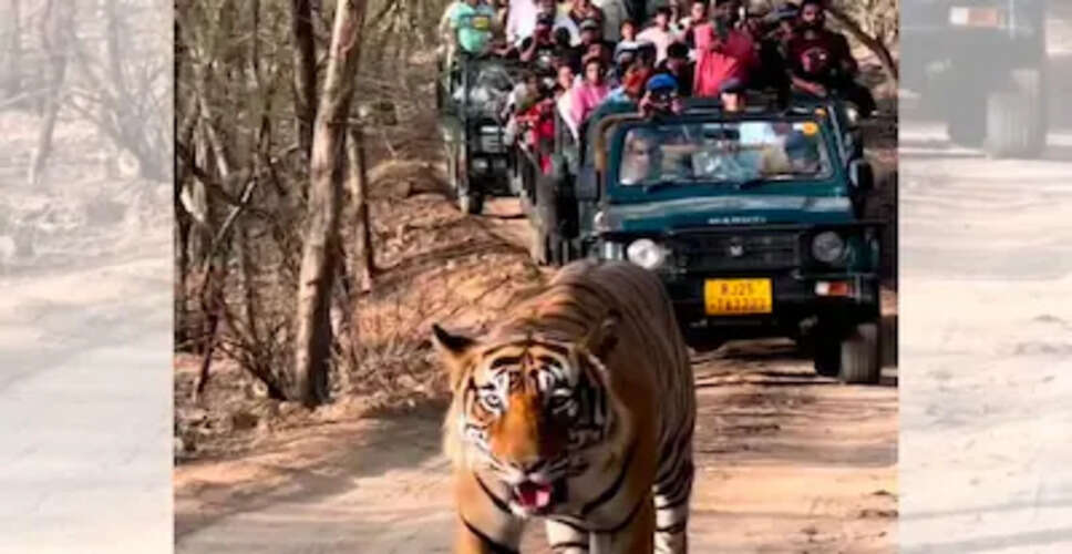 रणथंभौर टाइगर रिजर्व में रोमांचक नजारा, बाघिन और तीन शावकों ने किया नीलगाय का शिकार, पर्यटक हुए रोमांचित