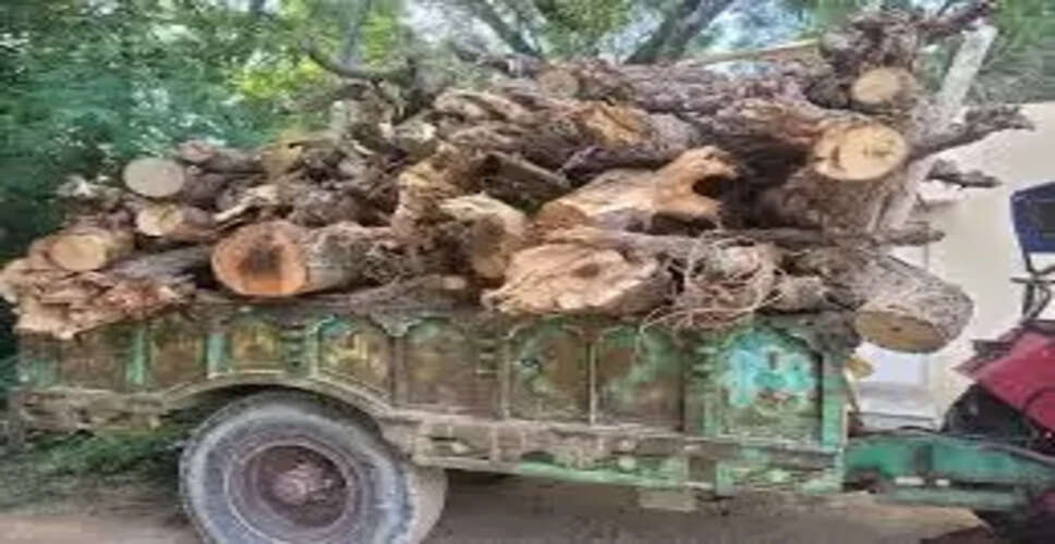 मोमासर गांव में सोलर प्लांट के लिए खेजड़ी के 30 पेड़ों की कटाई, वन कानूनों के उल्लंघन का आरोप