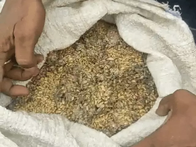 भरतपुर में राशन दुकान पर खराब गेहूं बांटने का आरोप, उपभोक्ता ने डीलर पर लगाए गंभीर आरोप