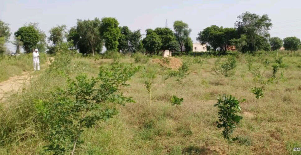 Alwar&nbsp;सूखी हुई रूपारेल नदी में पौधे लगाकर हरियाली बढ़ाएंगे, यहां लगा रहे ब्लॉक में पौधे