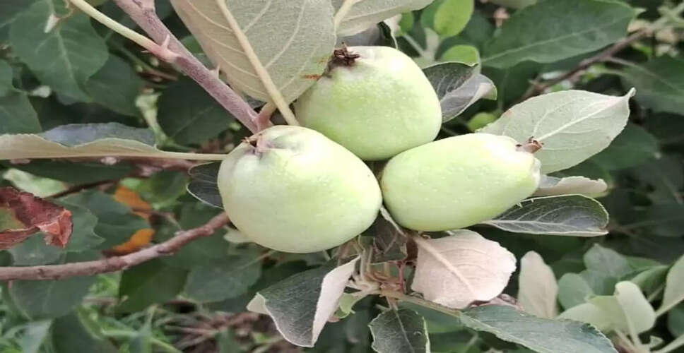 भरतपुर के शिक्षक जगन्नाथप्रसाद शर्मा ने खोली अनूठी पाठशाला, सिखा रहे जहर-मुक्त खेती