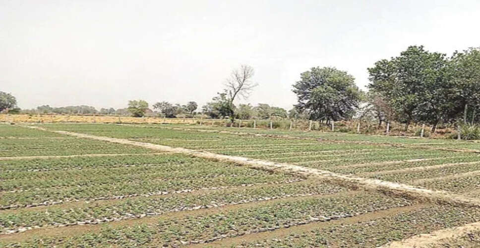 Jhunjhunu&nbsp;अब 15 बीघा जमीन होने पर किसान को मिलेगा विशेष लाभ&nbsp;