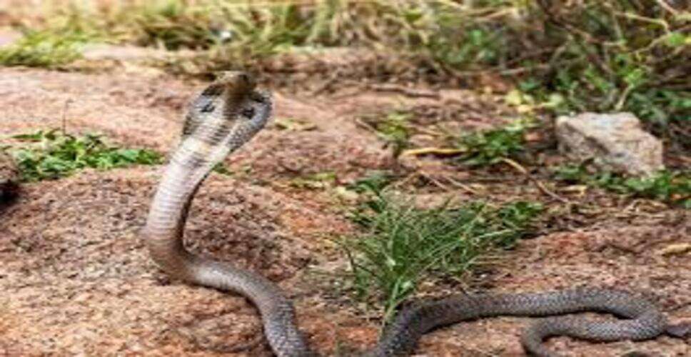 रेलवे कॉलोनी में 5 फीट लंबा कोबरा दिखने से दहशत, वन्यजीव टीम ने किया रेस्क्यू