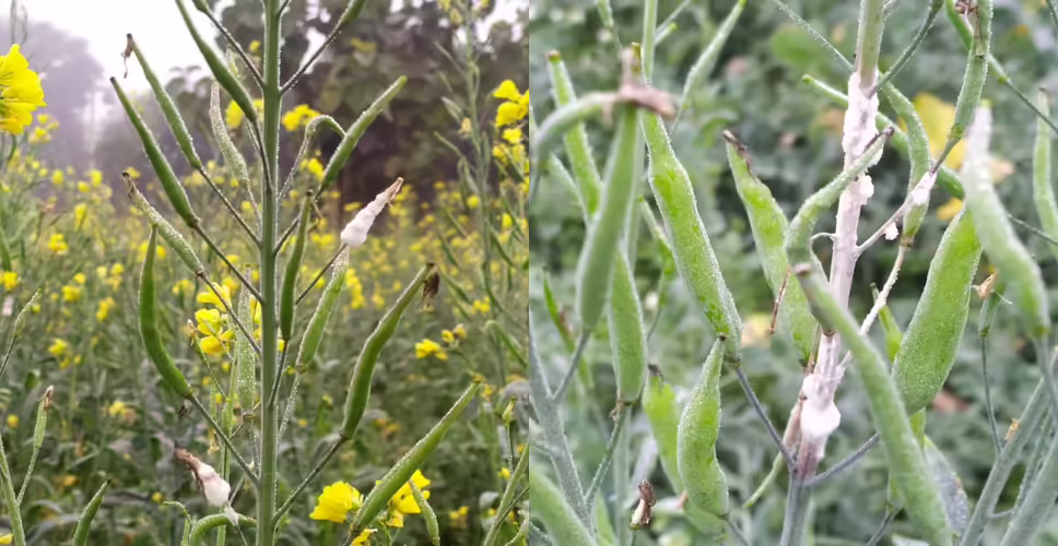 Karoli सरसों की फसल पर कीटों का हमला, दोबारा जुताई कर रहे किसान&nbsp;