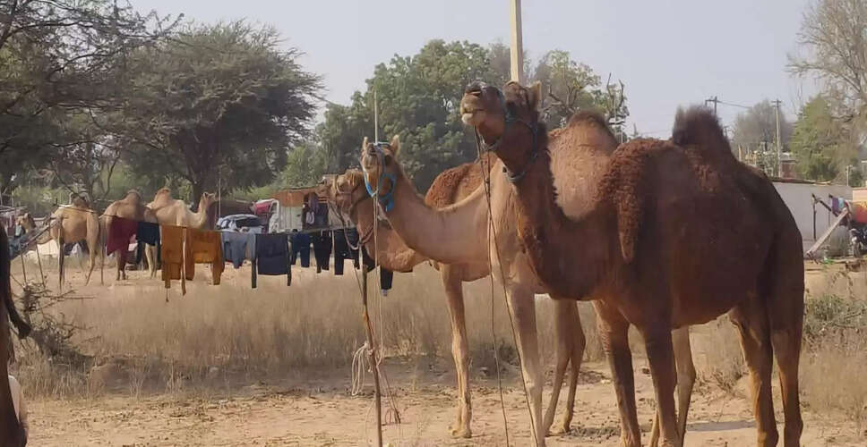 पशु व्यापारियों से मारपीट का असर नागौर के श्री रामदेव पशु मेले पर, घटती रौनक से व्यापारी चिंतित