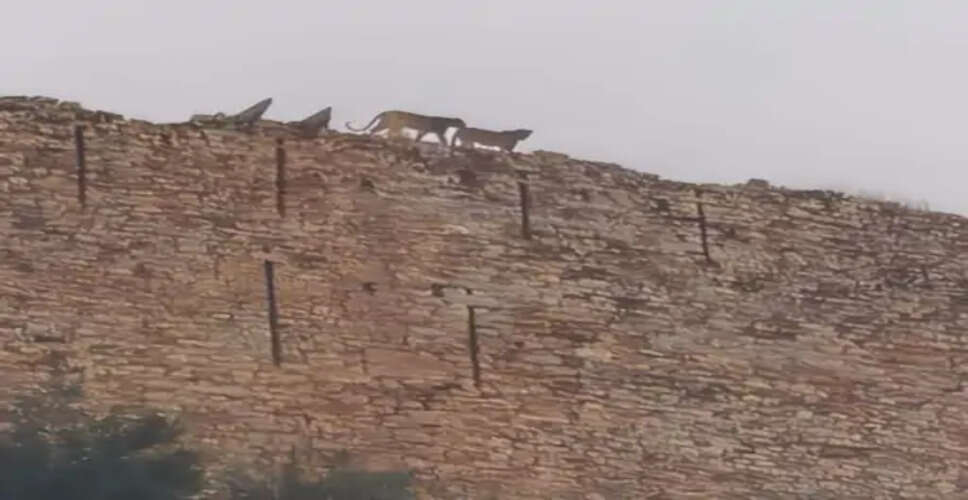करौली के सपोटरा किले की चारदीवारी पर दिखे दो लेपर्ड, आबादी के पास हलचल से बढ़ी चिंता; वन विभाग की टीम तैनात