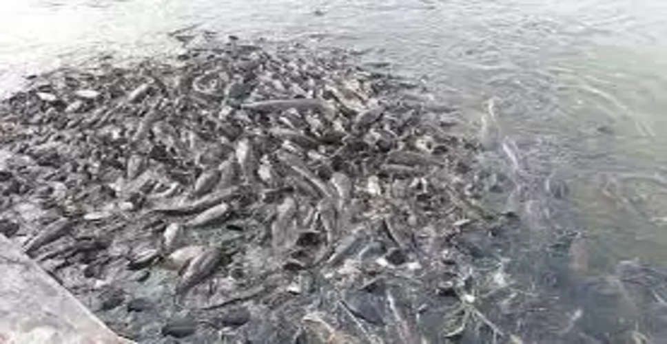 Ajmer तेज गर्मी से मरने लगीं सरोवर में मछलियां