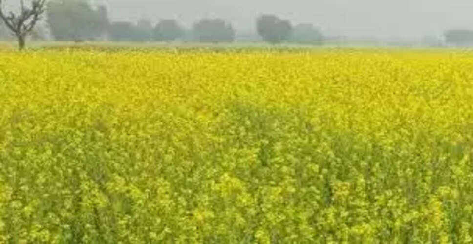 Karoli&nbsp;हिंडौन में सरसों की फसल में खिले फूल, किसानों के चेहरे खिले