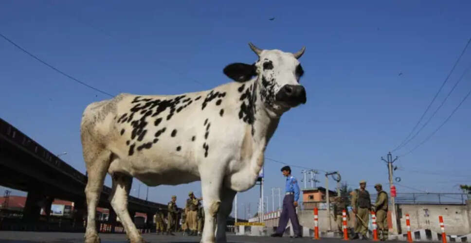 अलवर में गोमूंड मिलने से तनाव, अग्रसेन पुलिया पर जाम लगाकर किया विरोध