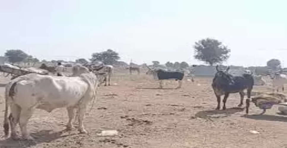 Nagaur&nbsp;कहीं किताबों में सिमट न जाएं अस्तित्व की लड़ाई लड़ रहे पशु मेले