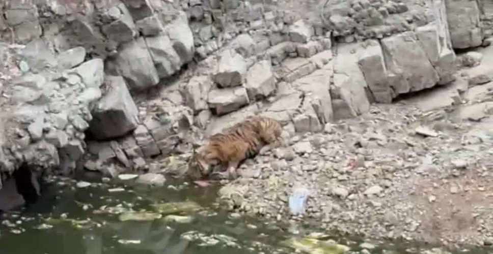 Sawai madhopur कुशालीदर्रा लटिया नाले पर पानी की तलाश में पहुंची बाघिन