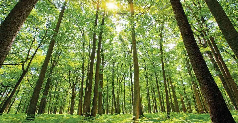 राजस्थान में हरा पेड़ काटने वाले हो जाए सावधान, अब पहले से कई गुना ज्यादा बढ़ाया गया जुर्माना&nbsp;