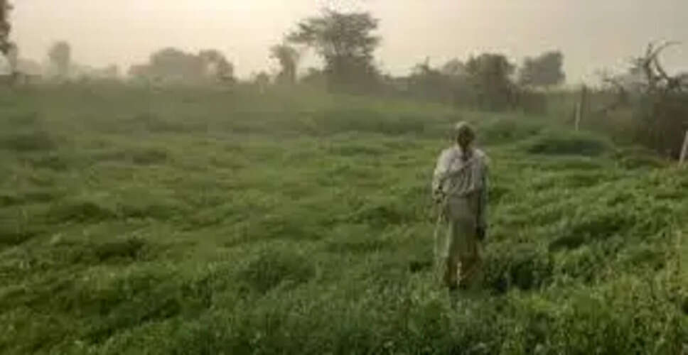 Karoli सरसों उगने लगी, गेहूं की बुवाई का रकबा भी 33 हजार हेक्टेयर पहुंचा