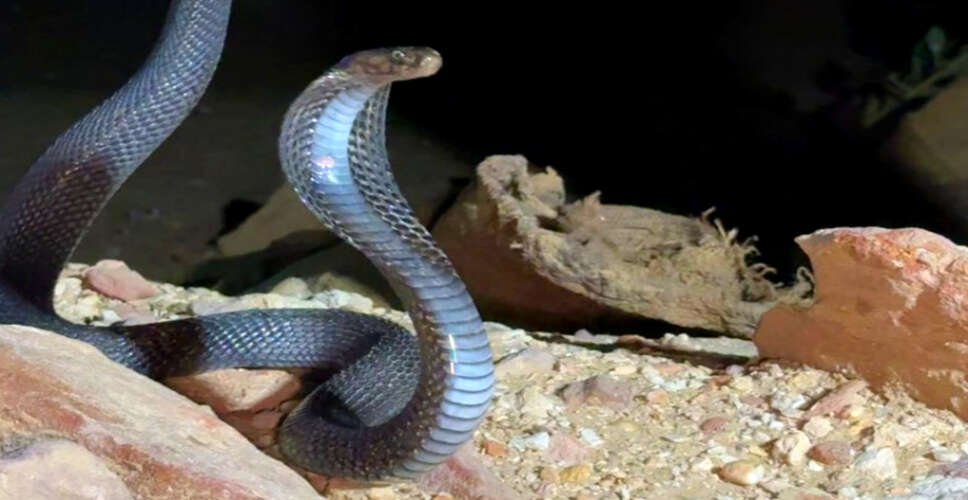 बड़ौदा गांव में घर के दरवाजे में फंसा 4 फीट लंबा जहरीला कोबरा, मचा हड़कंप