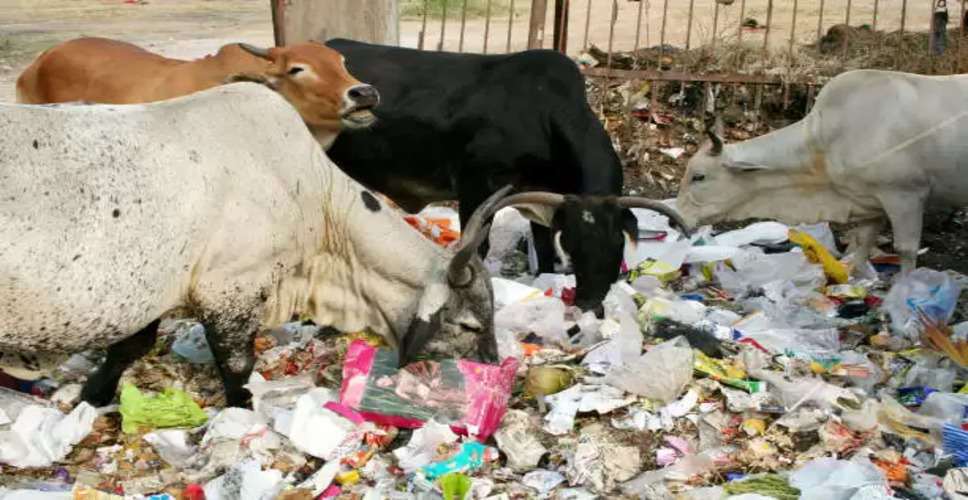 Alwar वन मंत्री, महापौर और कलेक्टर के आवास के आसपास जानवर कचरा खा रहे