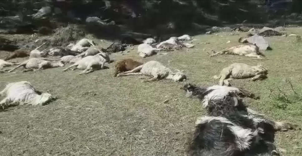 सवाई माधोपुर में वन्यजीवों के हमले में 66 भेड़-बकरियों की मौत, बालेर-करणपुर मार्ग पर मची सनसनी