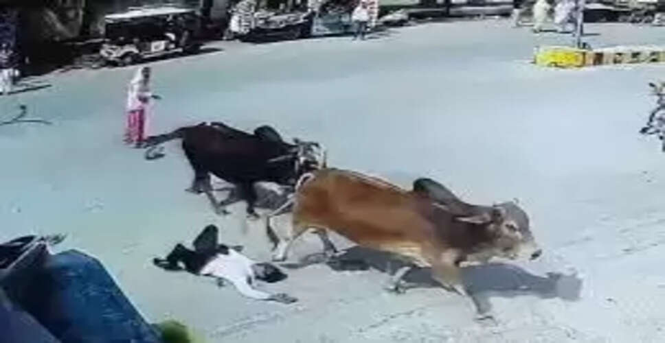 श्रीगंगानगर में दो सांडों की लड़ाई में ड्राइवर की मौत, दिनदहाड़े बीच सड़क पर हुई इस मौत का वीडियो देख दहल जाएगा दिल 