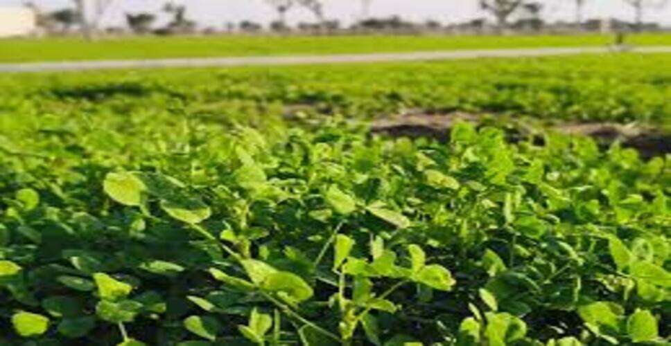 नागौर की विश्व प्रसिद्ध पान मैथी को जीआई टैग मिलने की बढ़ी उम्मीदें, केंद्र सरकार ने दी अहम जानकारी