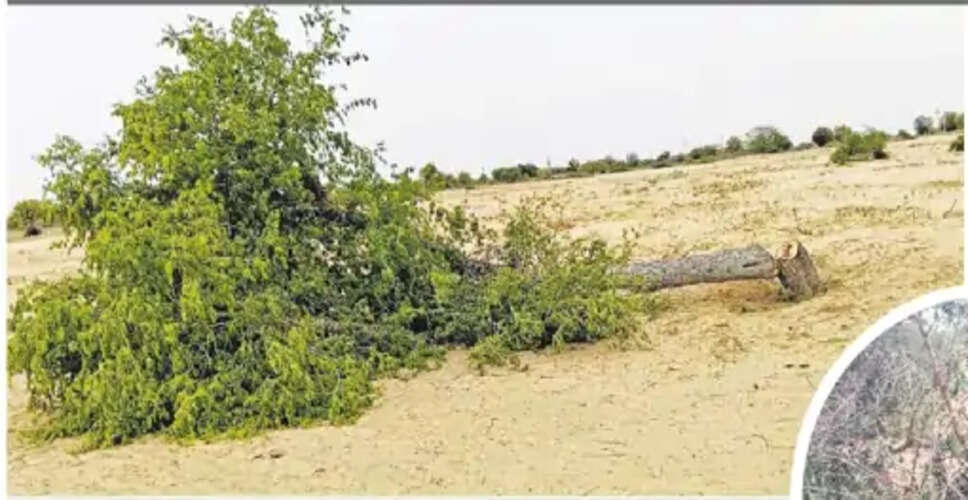 राजस्थान में खेजड़ी वृक्ष की कटाई पर पूर्ण प्रतिबंध, ट्री प्रोटेक्शन एक्ट लाने की तैयारी