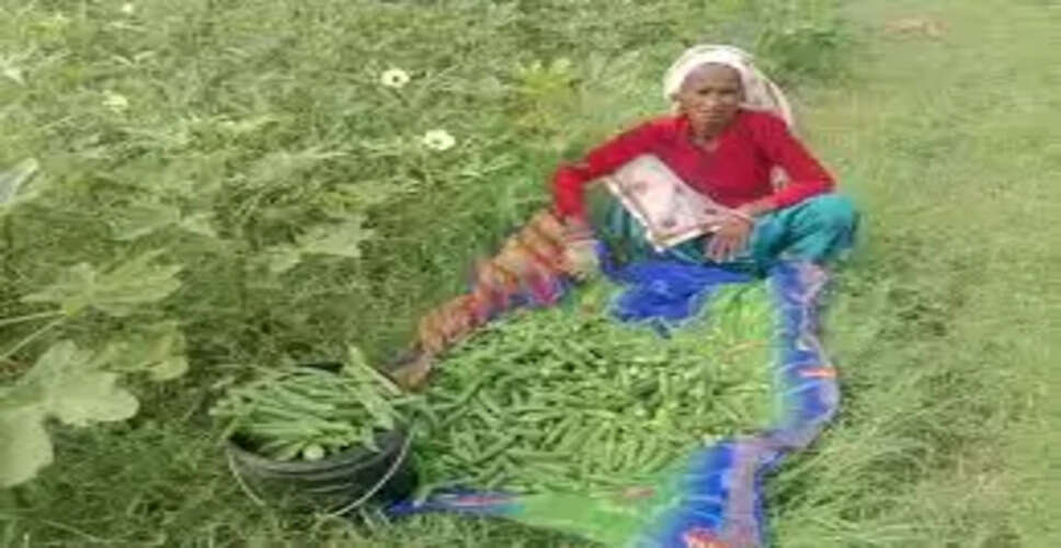 करौली के गुढ़ाचंद्रजी क्षेत्र में भिंडी की खेती से किसानों की आमदनी बढ़ी