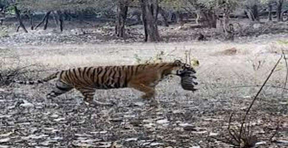 रणथंभौर में उम्रदराज बाघिन टी-39 नूर की अनोखी गतिविधि, 11 किमी दूर जाकर किया शिकार