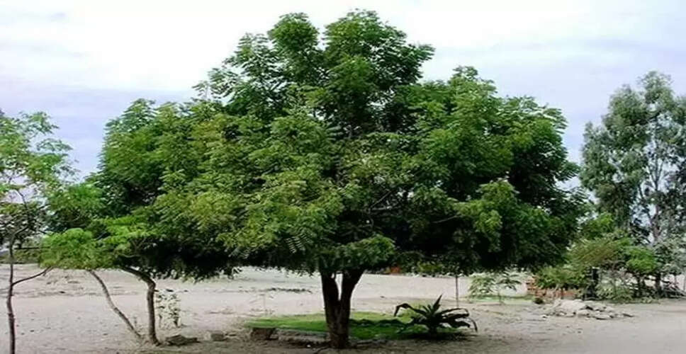 Ajmer के नीम गांव में 60 हजार नीम, यहां नीम के पेड़ की कटाई करना गौ हत्या से बड़ा अपराध माना जाता है&nbsp;