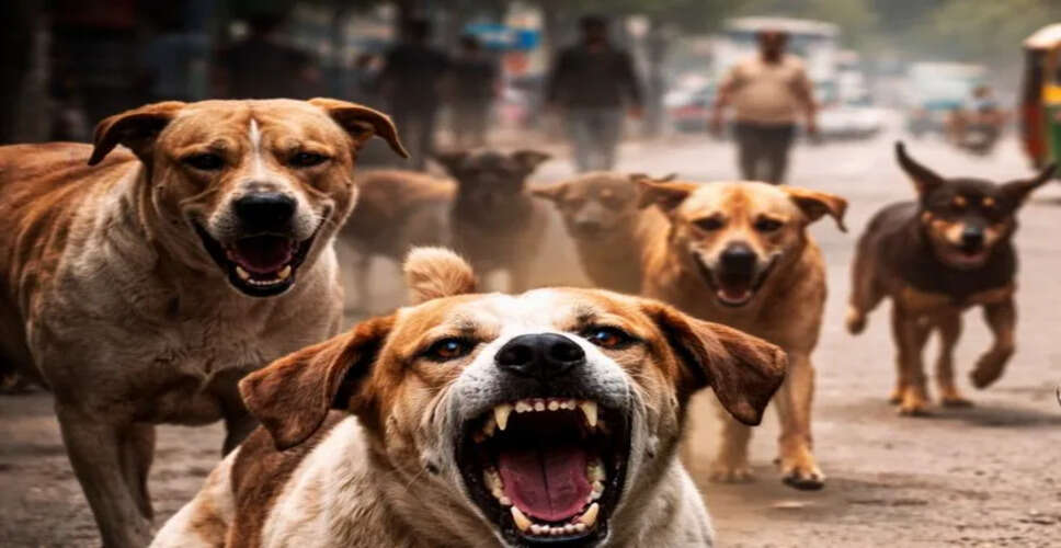 खाटूश्यामजी में डॉग बाइट के मामले जारी, मकर संक्रांति के दिन आठ लोग घायल