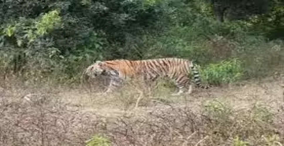 Alwar सरिस्का में अभी 40 बाघ-बाघिन, विचरण के लिए कम होगा वन क्षेत्र
