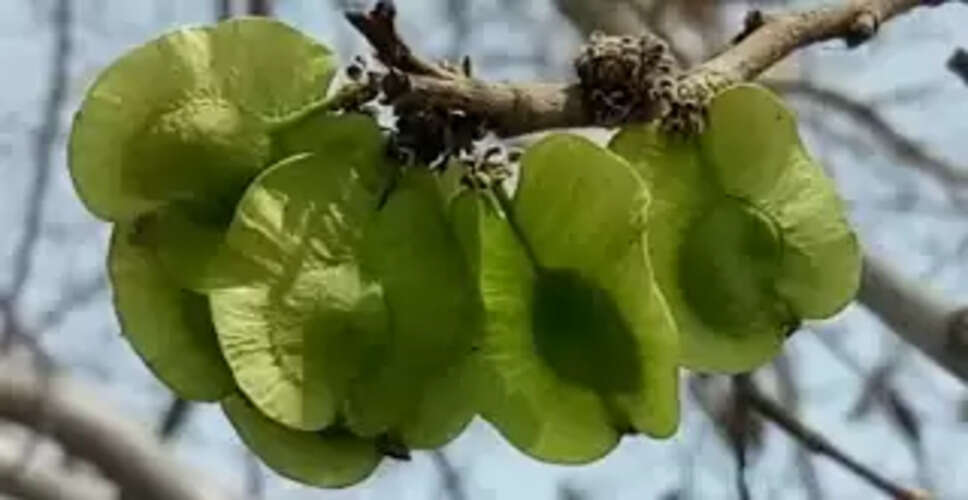 Pali&nbsp;चिलबिल के पौधे वाली जगह पर डॉक्टर नहीं चलने की दे रहे सलाह