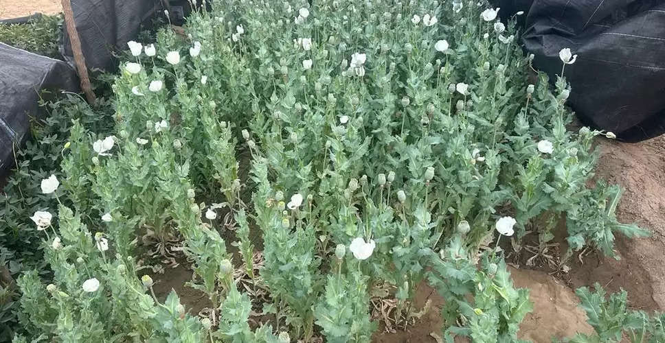 Barmer रबी फसलों की आड़े में बोई अफीम की फसल, पुलिस ने मारा छापा, 3126 पौधे बरामद