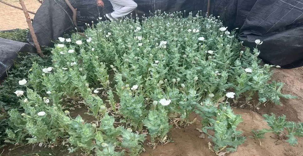 Barmer रबी फसलों की आड़े में बोई अफीम की फसल, पुलिस ने मारा छापा, 3126 पौधे बरामद