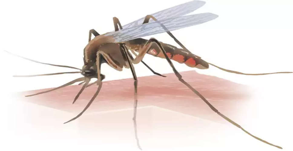 Banswara रोजाना बढ़ रहे 111 मामले, 13 दिन में आए 1443 नए डेंगू मरीज