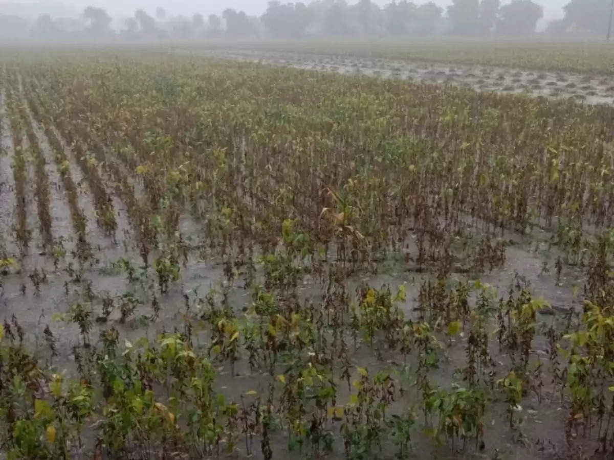 Rajasthan Politics On Farmers: बेमौसम बारिश की मार झेल रहे किसानों पर राजस्थान में शुरू हुई सियासत, राजनीती के चक्कर में जख्मों पर छिड़क रहे नमक   