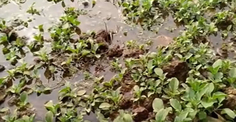 नागौरी अश्वगंधा को मिला GI टैग, मारवाड़ की औषधीय फसल को वैश्विक पहचान