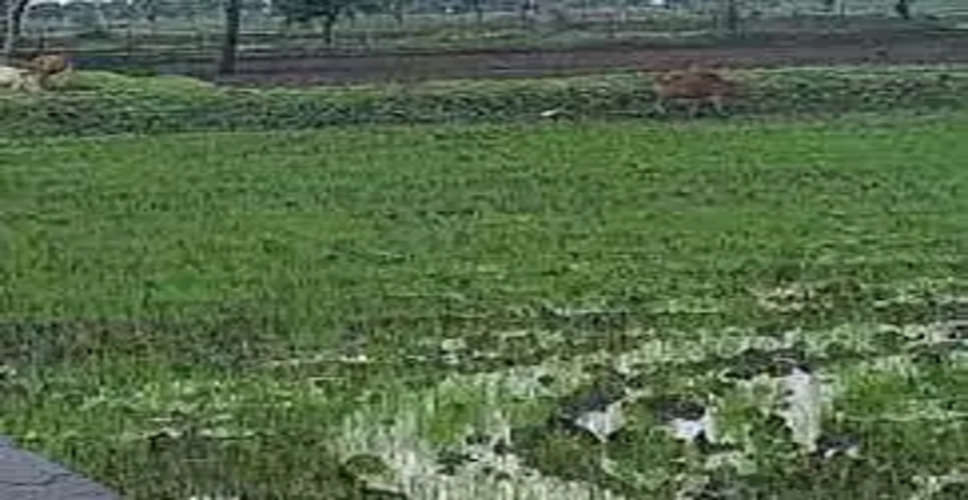  रबी फसल में बंपर पैदावार की उम्मीद में किसानों को हर 17 दिन में मिल रहा नहरी पानी