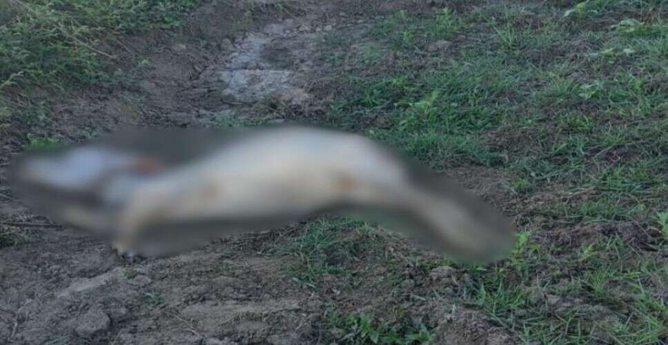 भरतपुर में आबादी क्षेत्र में घुसा लेपर्ड, गाय का किया शिकार; ग्रामीणों में दहशत