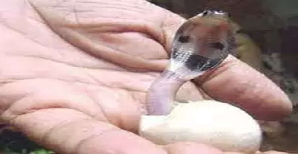 अलवर में गोहरा न होता तो सांप कांटने से हर साल होती 1 लाख मौतें, सांप के अंडे मॉनिटर लिजार्ड का पसंदीदा भोजन