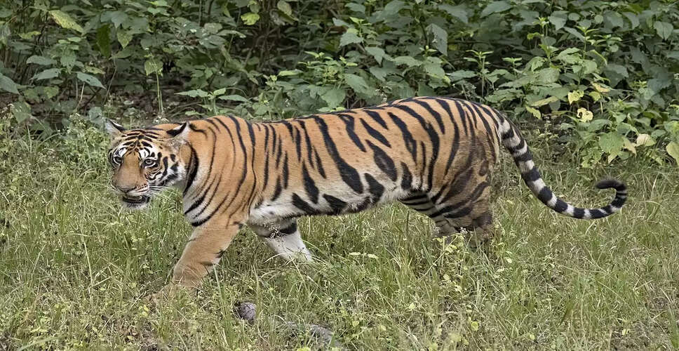 Wildlife Week 2025: स्कूली बच्चों को झालाना में मिलेगी नि:शुल्क जंगल सफारी, बाघिन रानी के 5 शावकों का होगा नामकरण​​​​​​​