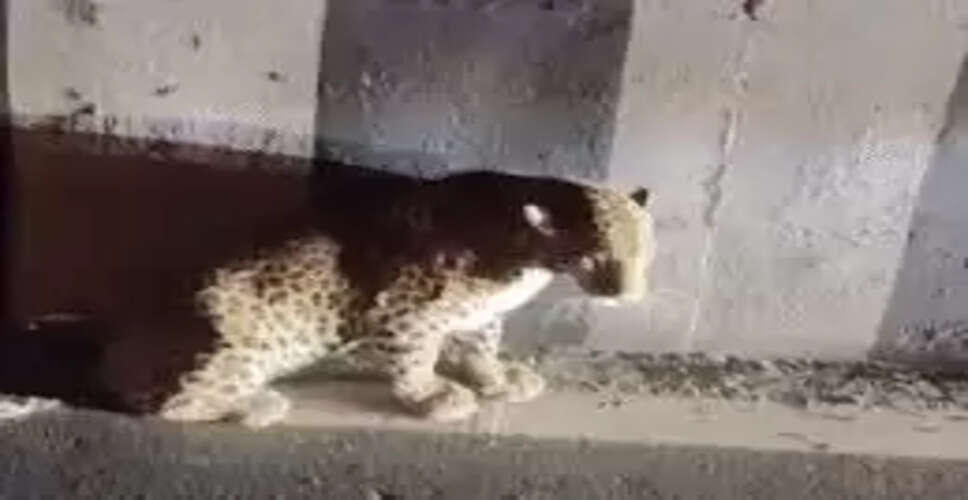 सवाई माधोपुर: 7 साल के मासूम पर हमला करने वाला लेपर्ड वन विभाग ने पकड़ लिया