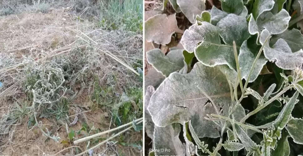 Dausa शहर में कलेक्टर का निर्देश- शीत लहर से नुकसान की रिपोर्ट 7 दिन में भेजें किसान 