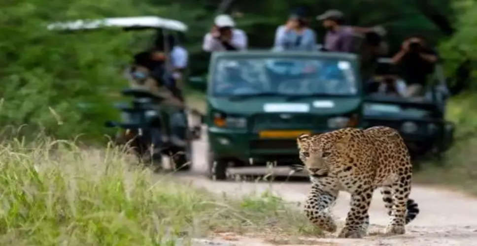 जयपुर के लाखों लोगों के बीचों-बीच 23 किलोमीटर के एरिया पर राज करता है ये खतरनाक जानवर, वीडियो देख रात को नहीं आएगी नींद