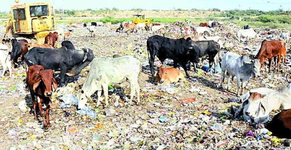 Kota&nbsp;यहां एक माह से खड़ा है कचरे का पहाड़, निगम बेखबर&nbsp;