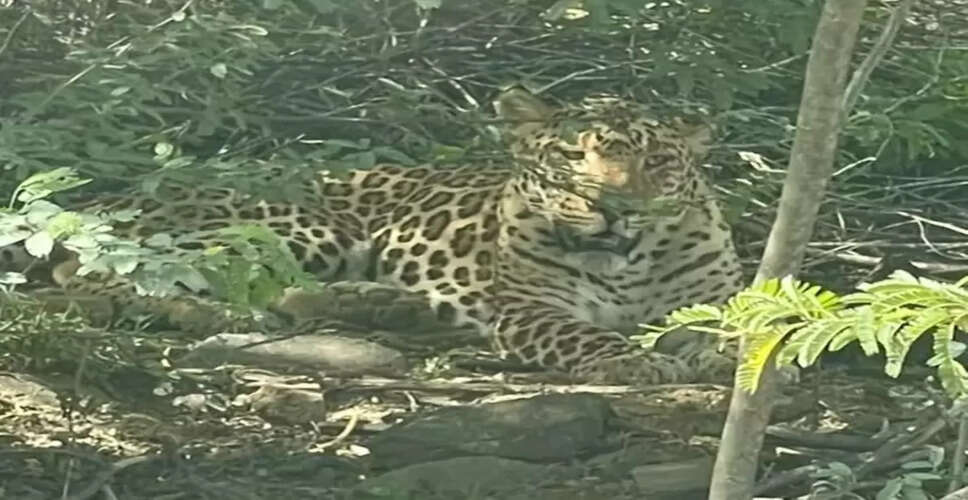 Karoli पैंथर ने हमला कर बकरी को बनाया शिकार, लोगों में दहशत