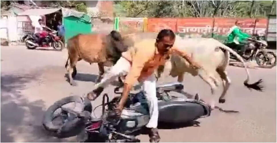 भणियाणा उपखंड में बेसहारा सांडों का आतंक, मुख्य बाजार में लड़ाई से अफरा-तफरी, बाइकें क्षतिग्रस्त