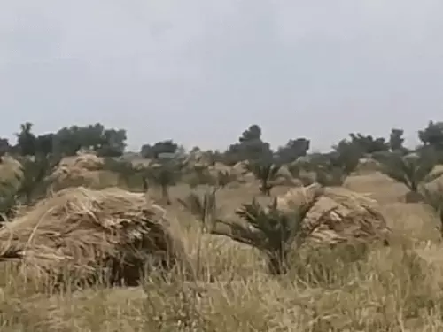 राजस्थान के 17 जिलों में किसानों से धोखा, खजूर के खराब पौधों से भारी नुकसान