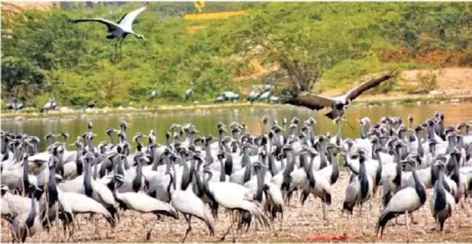 लूणकरणसर में प्रवासी पक्षियों की भारी उपस्थिति, थार के ईकोसिस्टम की जीवंतता का संकेत