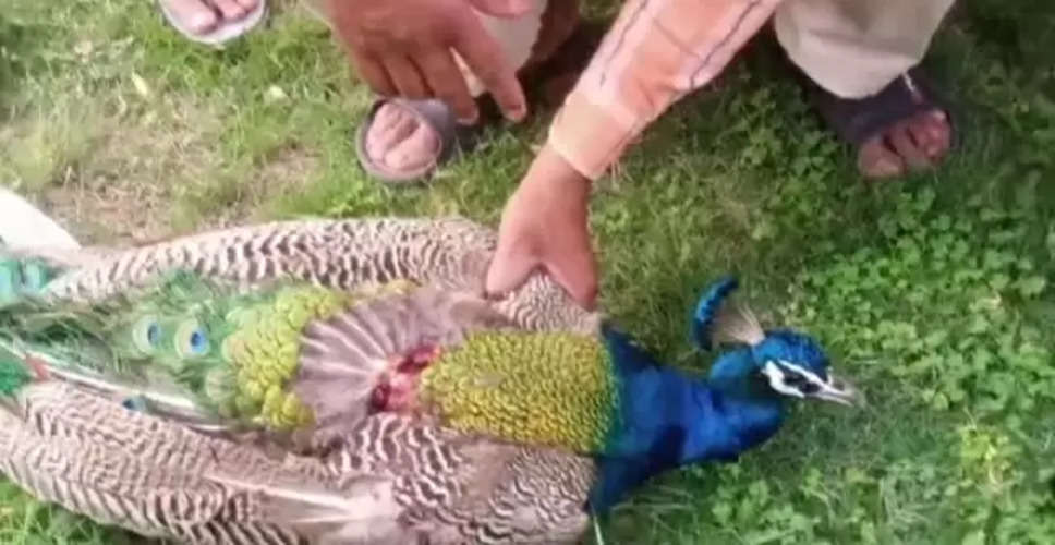 Bundi में आवारा कुत्तों ने राष्ट्रीय पक्षी पक्षी मोर को नोंचा, मौत